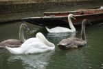 PICTURES/Cambridge - Punting Down the Cam River/t_Swan4.JPG